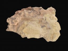 R.I.P. Smith & W, 2019