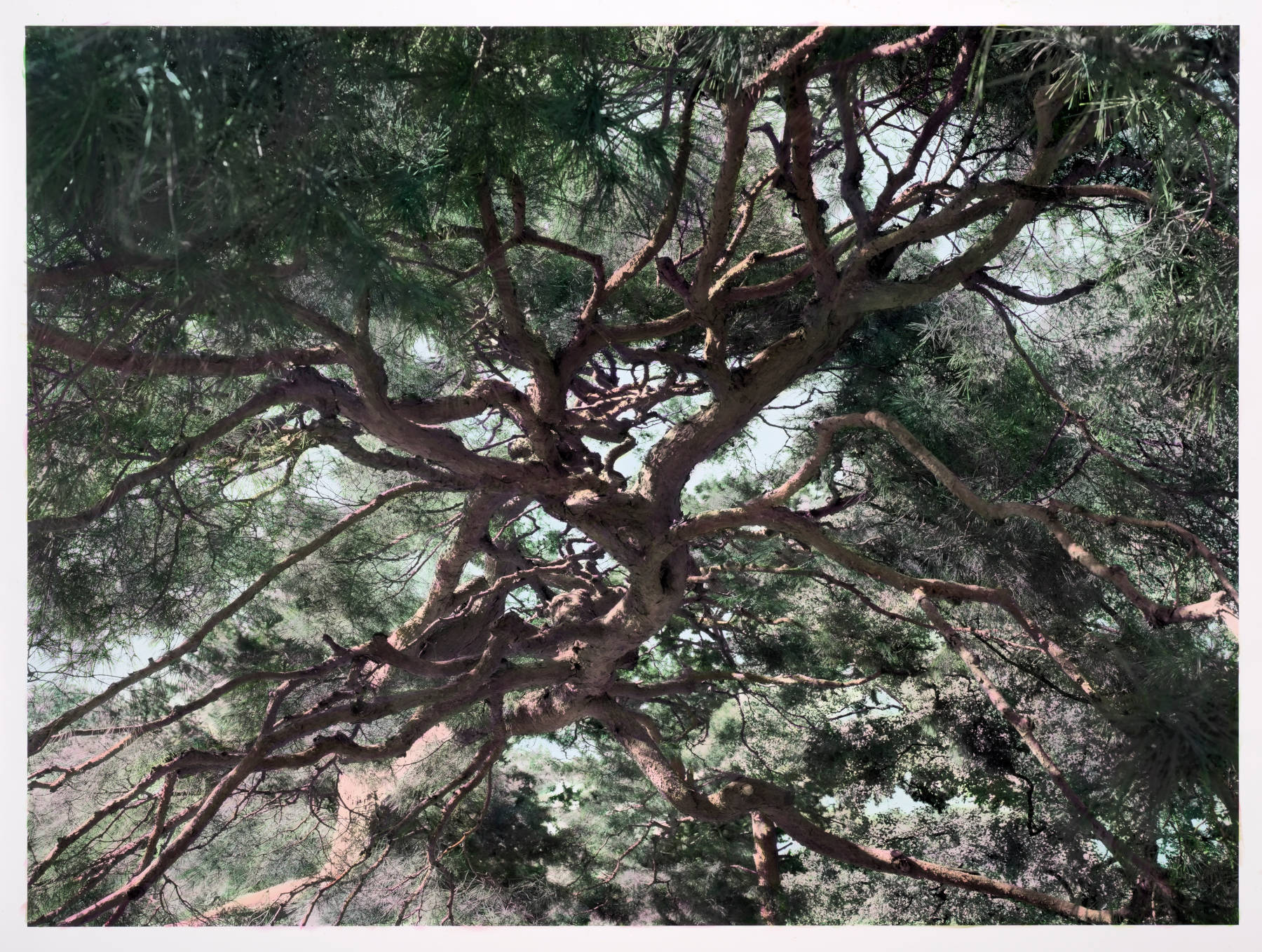 Image for Among the Trees, at Hayward Gallery