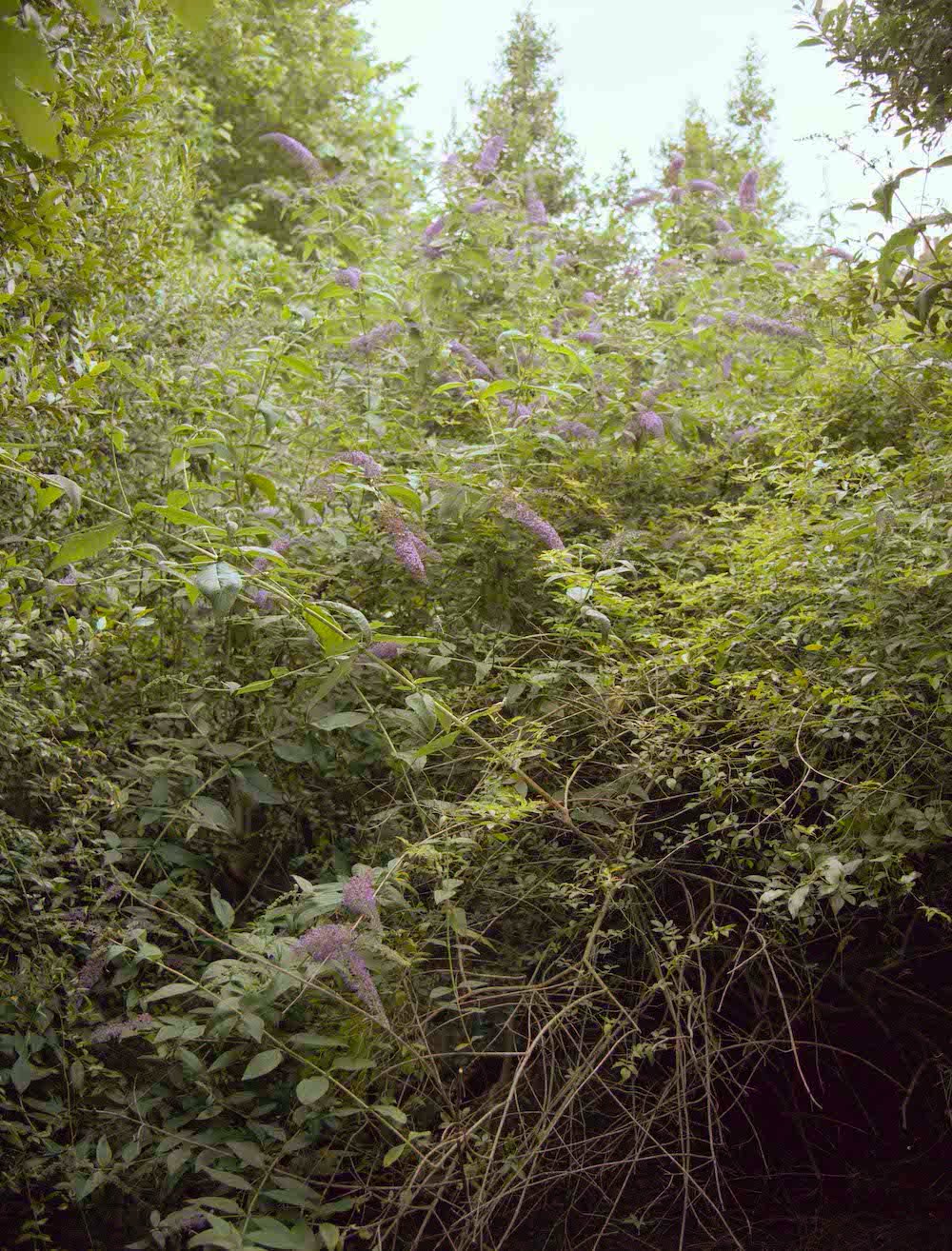 David Dawson, Lucian’s Buddleia, 2007