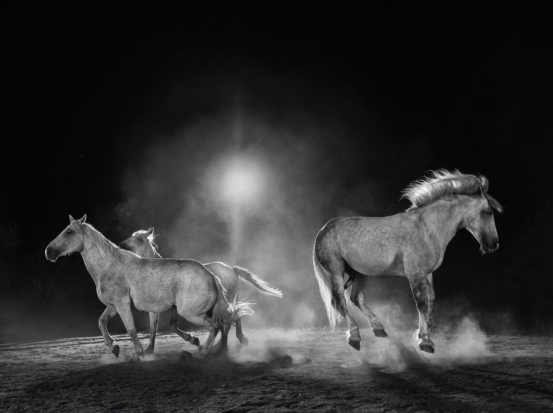 Amos Gebhardt, Crest, 2019