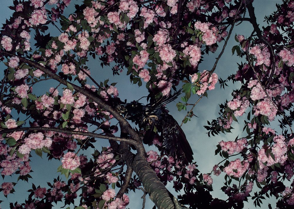 Shōmei Tōmatsu, Cherry Blossoms, Shinkuku Gyoen, 1980