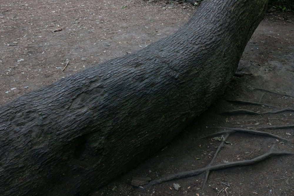 Wolfgang Tillmans, Heath Fuck Tree, London, 2020