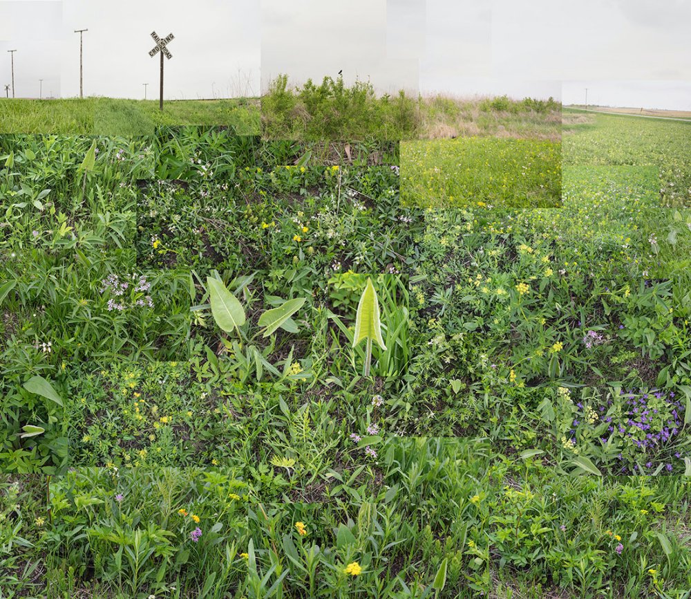 Terry Evans, Terry Evans, Terry Evans & Terry Evans, A Small Central Illinois Prairie, May, 2018