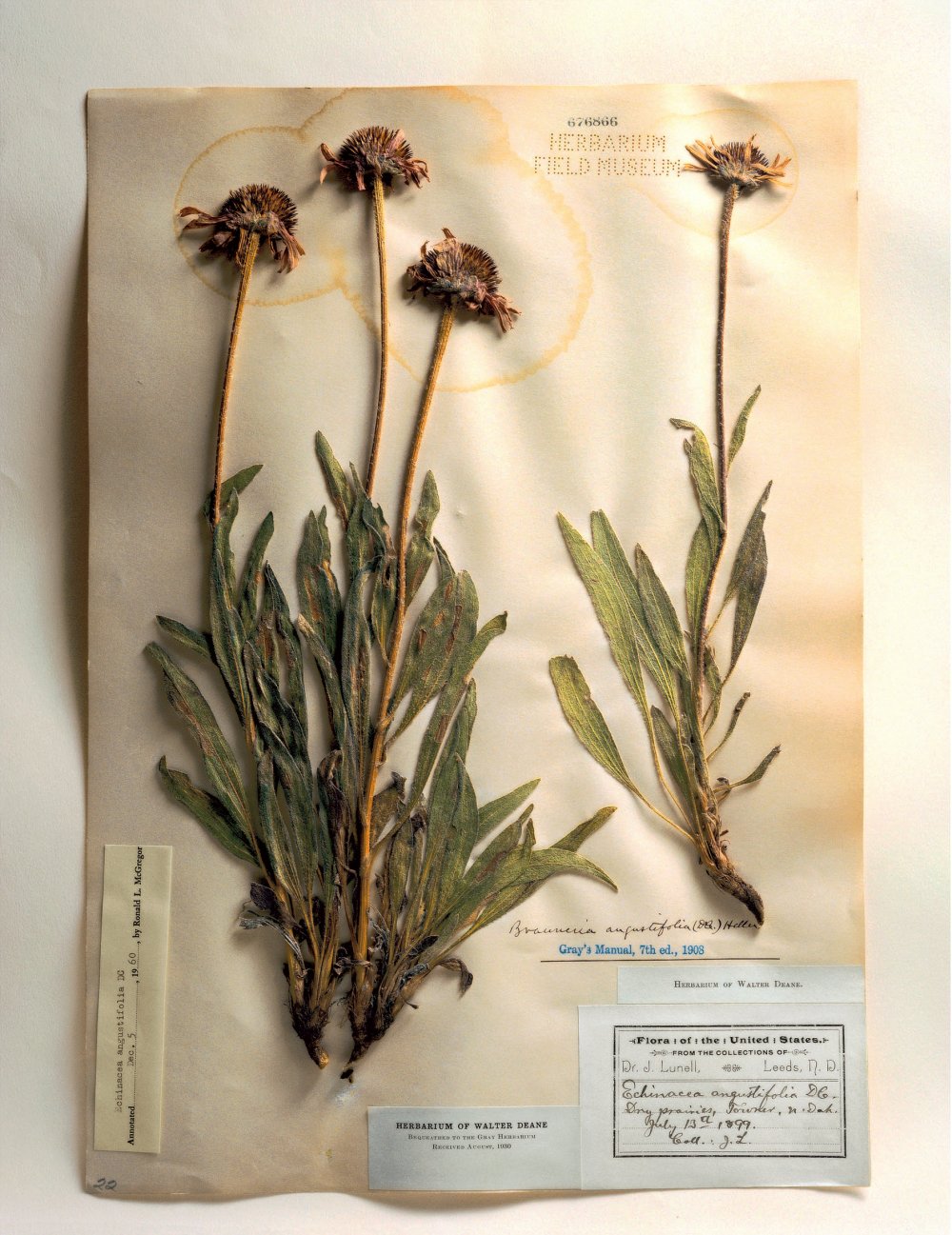 Field Museum, Echinacea, 1899, 2000