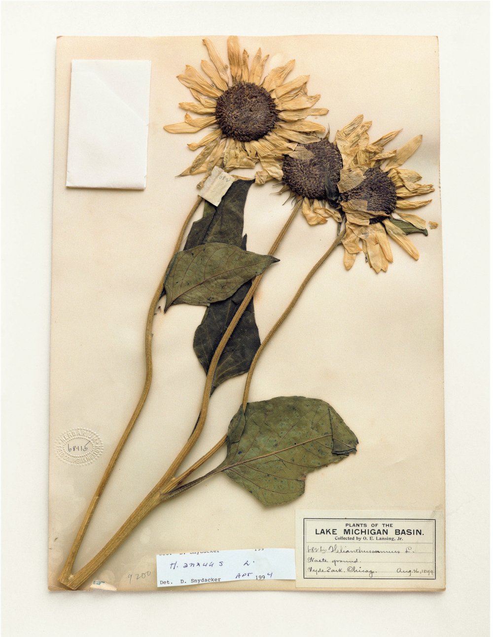 Terry Evans, Field Museum, Helianthus Annuus, 1899, 2000
