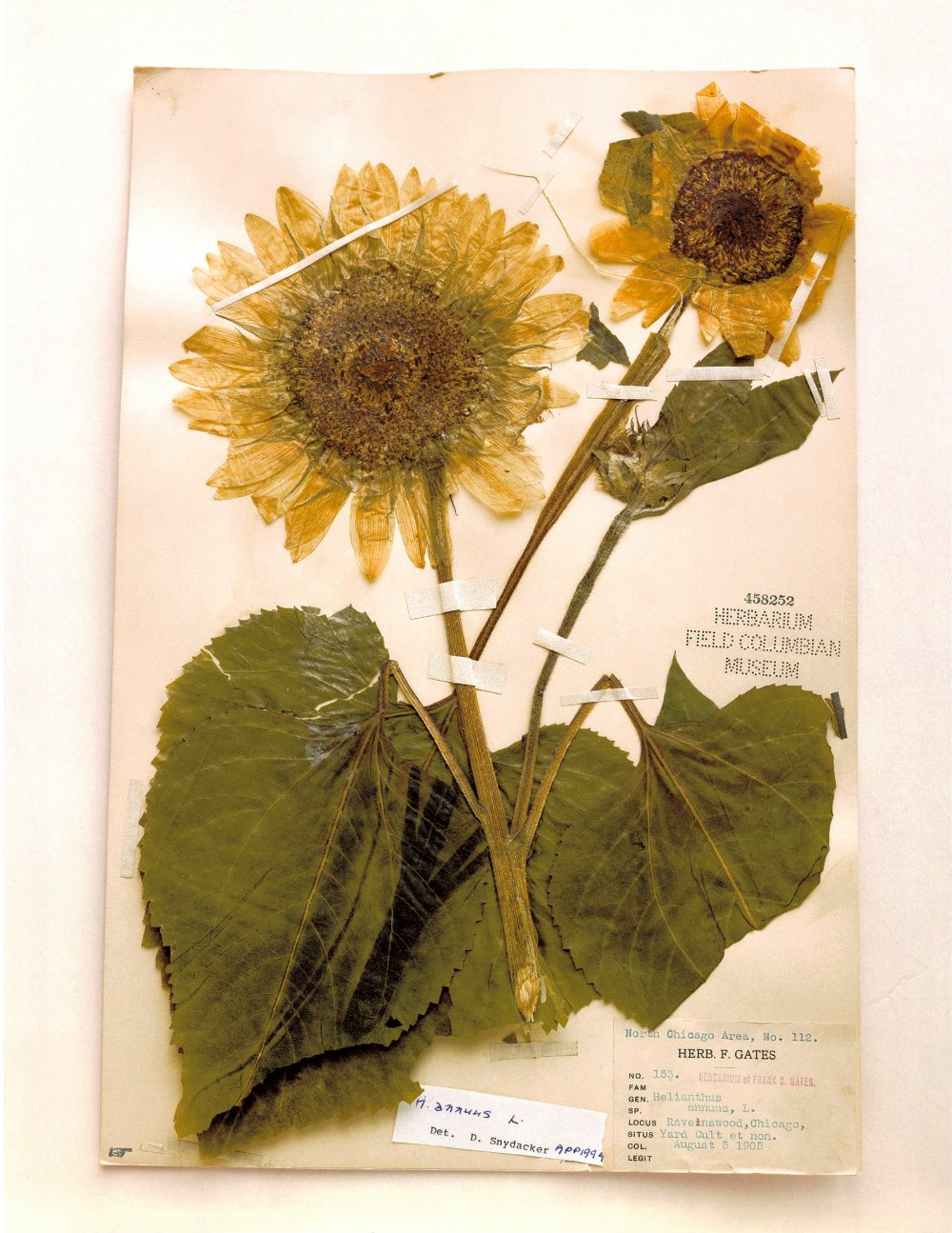 Terry Evans, Terry Evans, Terry Evans, Terry Evans, Terry Evans, Terry Evans, Terry Evans, Terry Evans, Terry Evans, Terry Evans & Terry Evans, Field Museum, Helianthus, Chicago, 1905, 2000