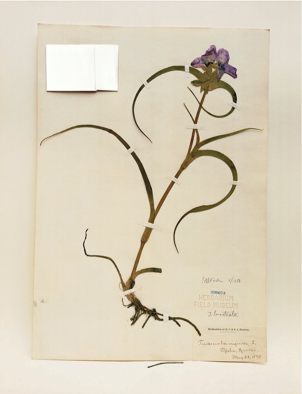 Terry Evans, Terry Evans, Terry Evans, Terry Evans, Terry Evans, Terry Evans, Terry Evans, Terry Evans, Terry Evans & Terry Evans, Field Museum, Tradescantia, 1898, 2000