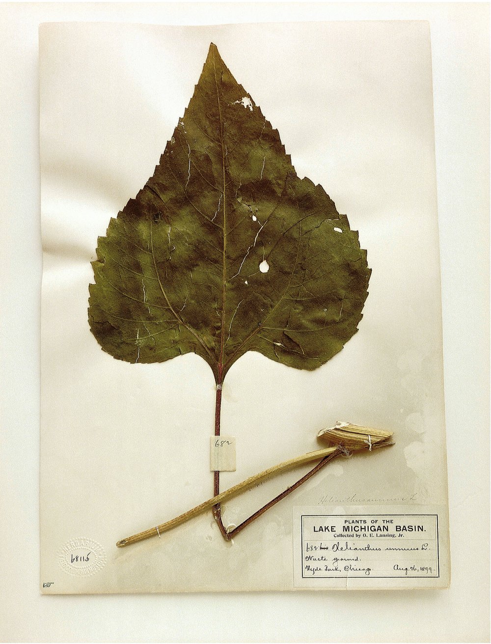 Terry Evans, Terry Evans, Terry Evans, Terry Evans, Terry Evans, Terry Evans, Terry Evans, Terry Evans, Terry Evans, Terry Evans, Terry Evans, Terry Evans & Terry Evans, Field Museum, Helianthus, Chicago, 1899 (leaf), 2000