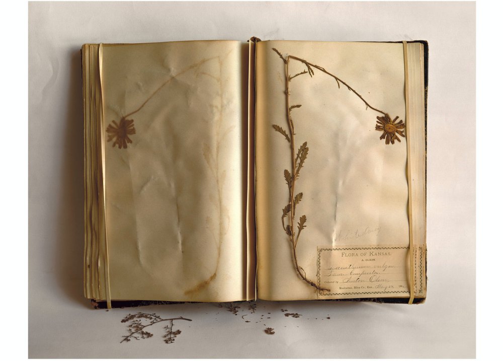 Terry Evans, Terry Evans, Terry Evans, Terry Evans & Terry Evans, Field Museum, Flora of Kansas, White Daisy, May 24, 1896, 2000