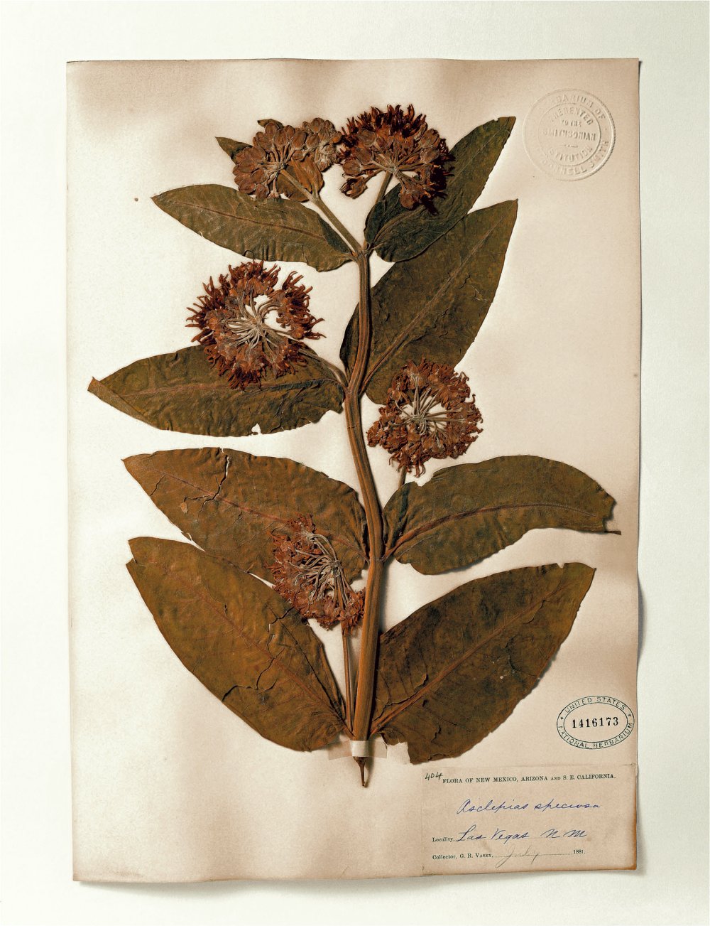 Terry Evans, Terry Evans, Terry Evans, Terry Evans, Terry Evans, Terry Evans, Terry Evans, Terry Evans, Terry Evans, Terry Evans, Terry Evans & Terry Evans, Smithsonian, Asclepias, 1881, 2000
