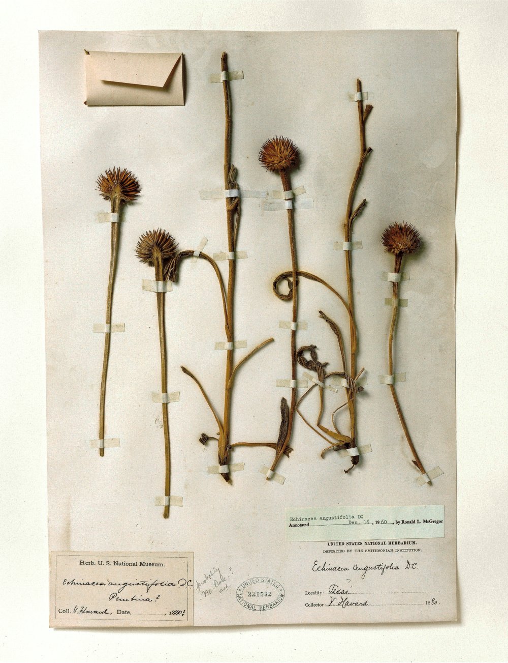Terry Evans, Terry Evans, Terry Evans, Terry Evans, Terry Evans, Terry Evans, Terry Evans, Terry Evans, Terry Evans, Terry Evans, Terry Evans, Terry Evans, Terry Evans, Terry Evans, Terry Evans & Terry Evans, Smithsonian, Echinacea, 1880, 2000