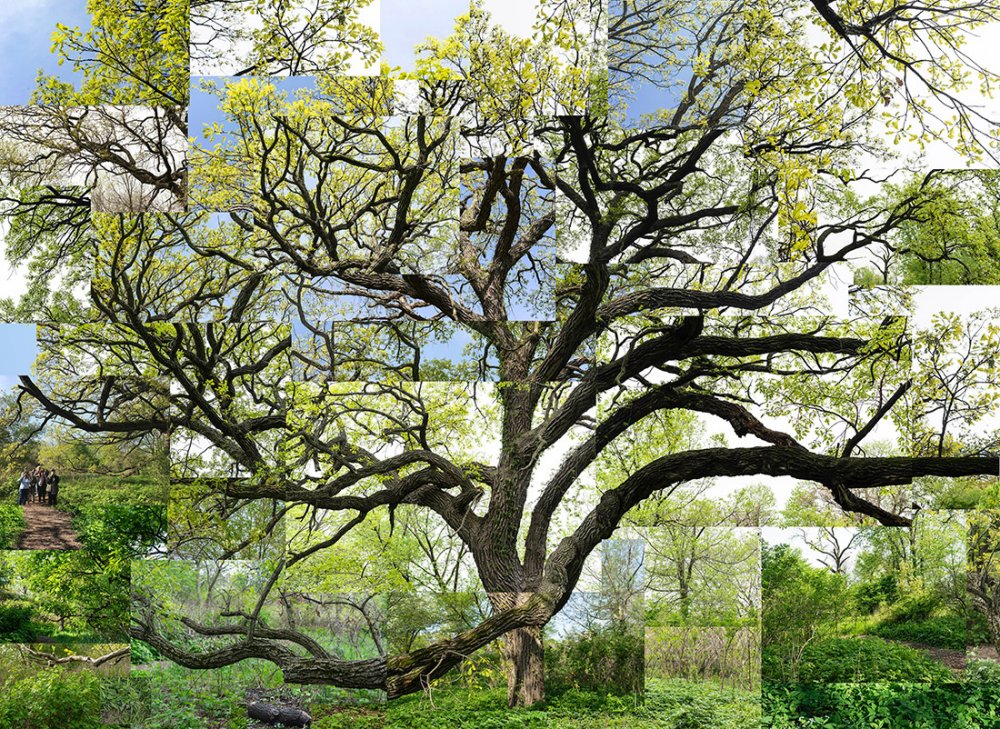 Terry Evans, Terry Evans, Terry Evans, Terry Evans, Terry Evans & Terry Evans, Spring Bur Oak, Chicago, Jackson Park, 2019