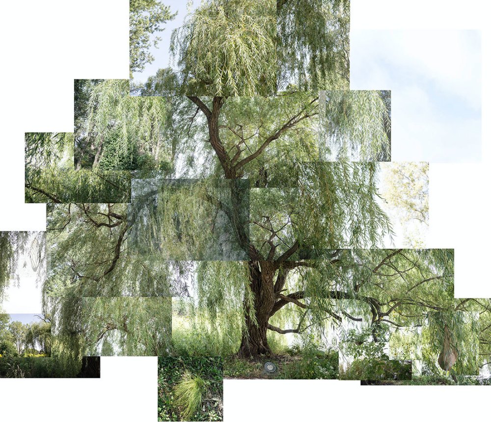 Terry Evans, Terry Evans, Terry Evans, Terry Evans, Terry Evans, Terry Evans, Terry Evans, Terry Evans, Terry Evans, Terry Evans, Terry Evans, Terry Evans, Terry Evans & Terry Evans, Willow Tree, Chicago, Jackson Park, September, 2020
