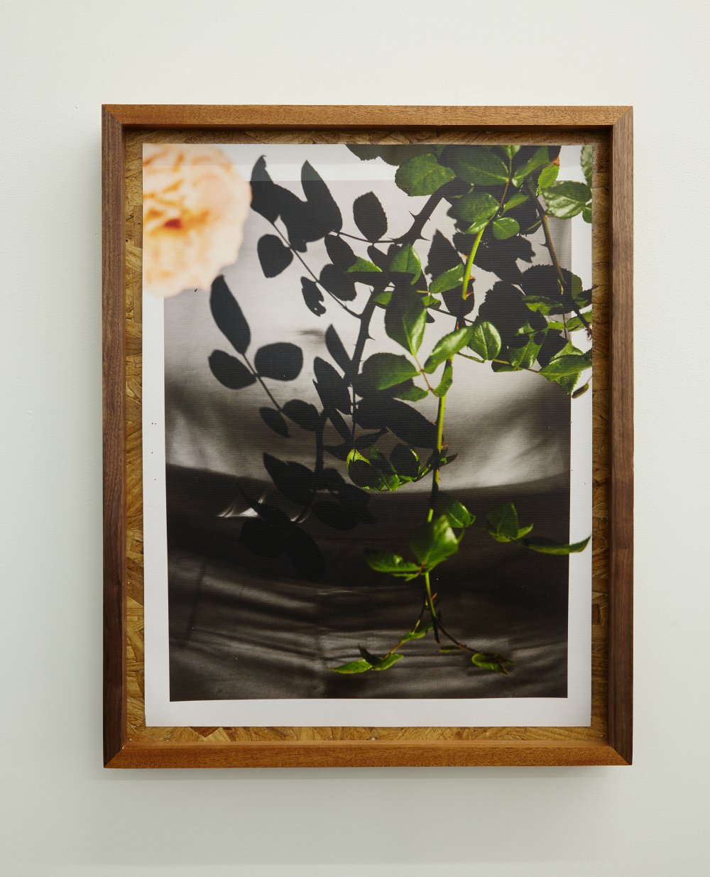 David Alekhuogie, washington and oak 48.2883° N, 122.6484° W, 2018