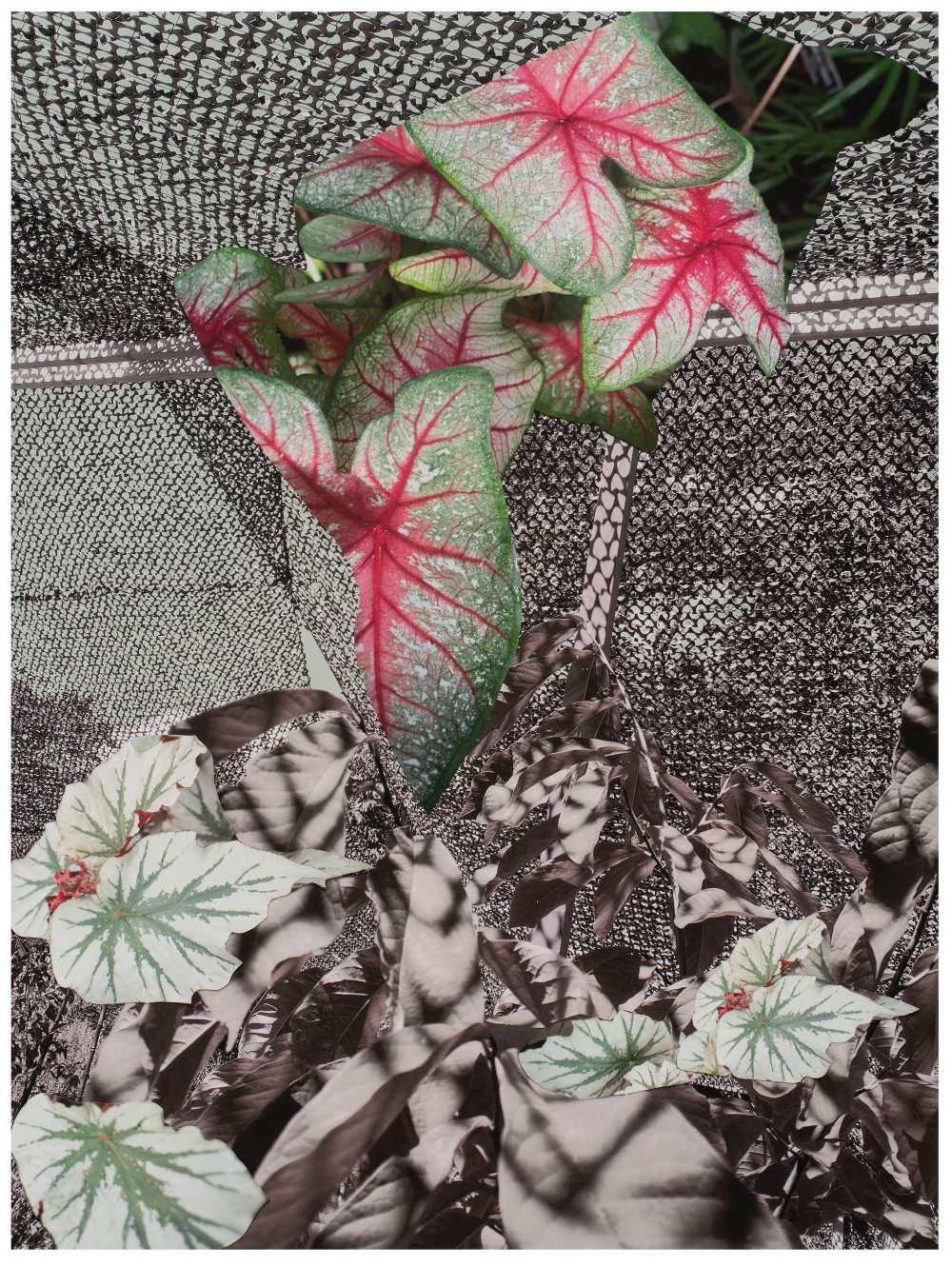 Sandi Haber Fifield, BE20_386, 2020