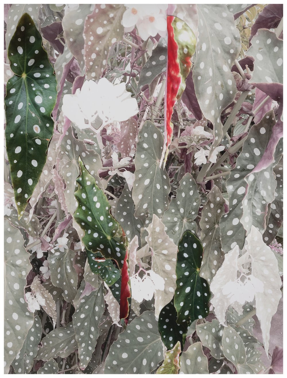 Sandi Haber Fifield, BE20_392, 2020