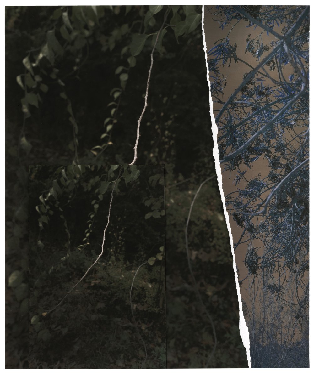 Sandi Haber Fifield, GD19_279, 2019