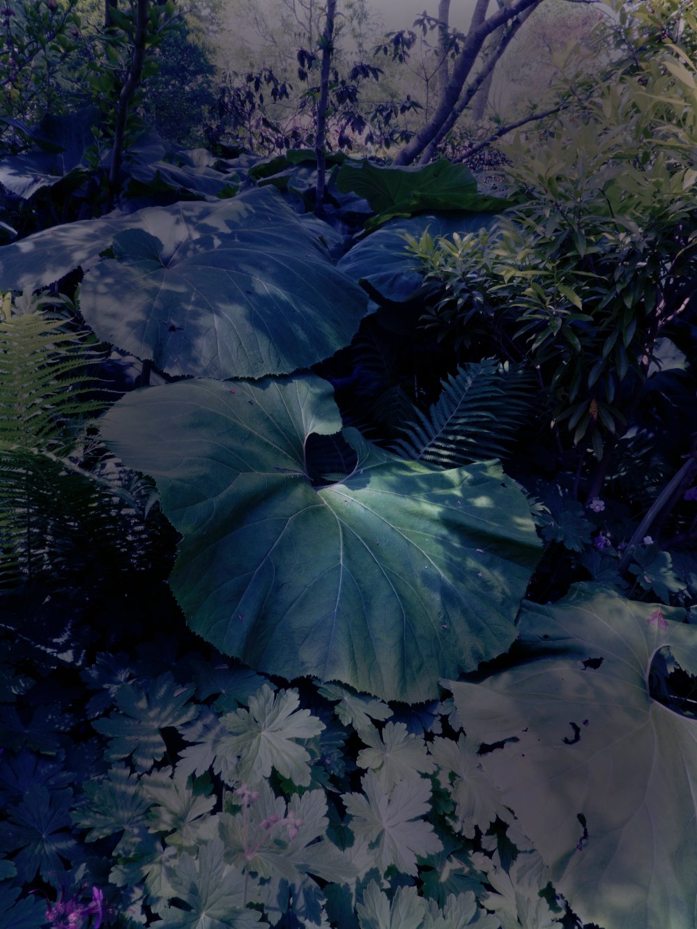 Sandi Haber Fifield, GD19_309, 2019