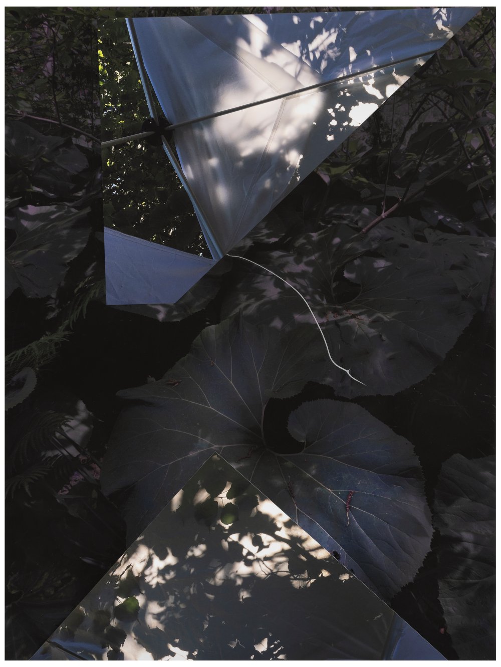 Sandi Haber Fifield, GD19_314, 2019