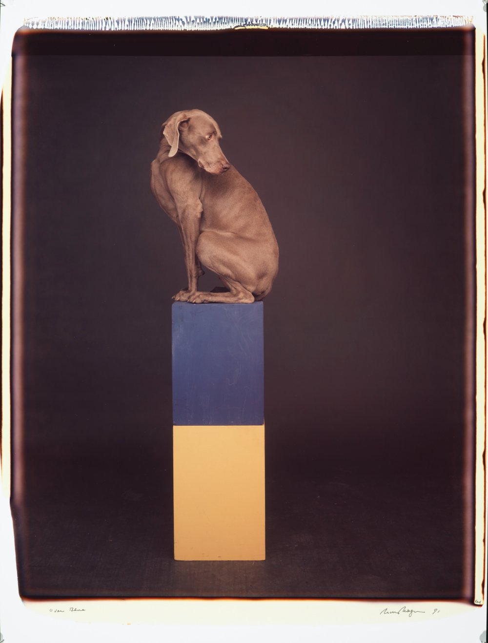William Wegman, Over Blue, 1991