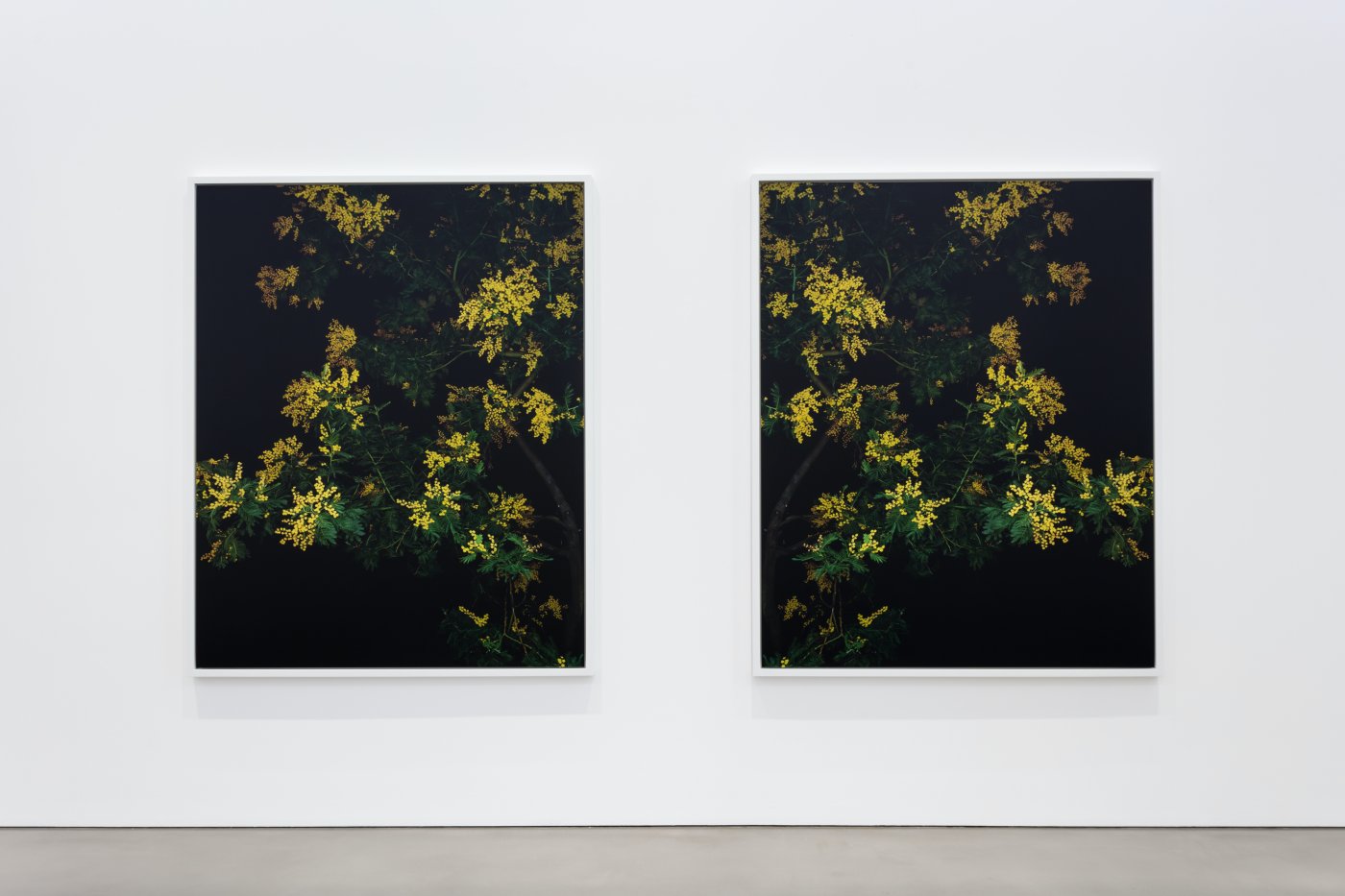 Maureen Paley