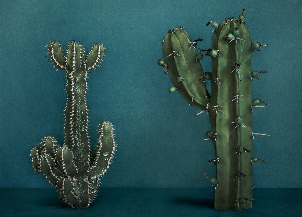 Cactus (V)