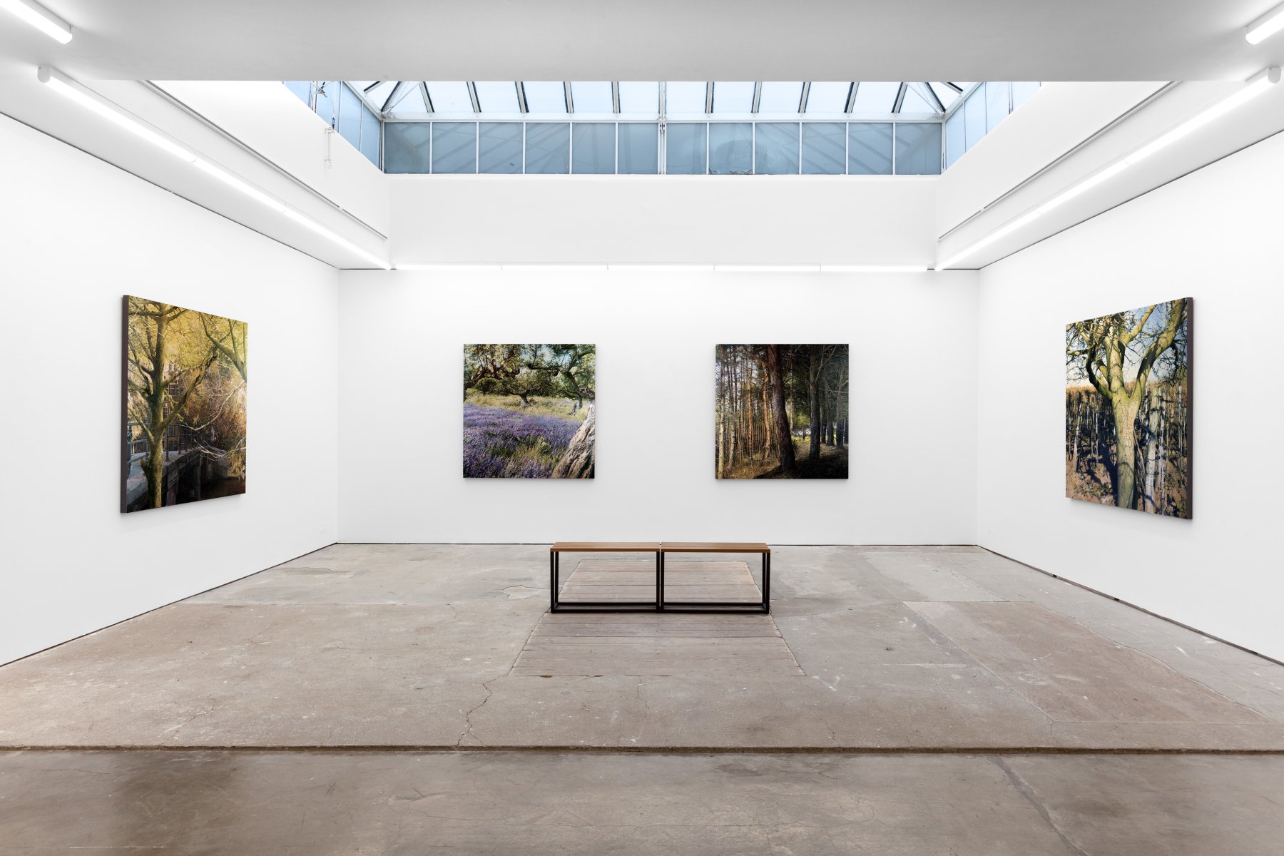 Image for Matteo Massagrande: The Mine and the Trees, at Pontone Gallery