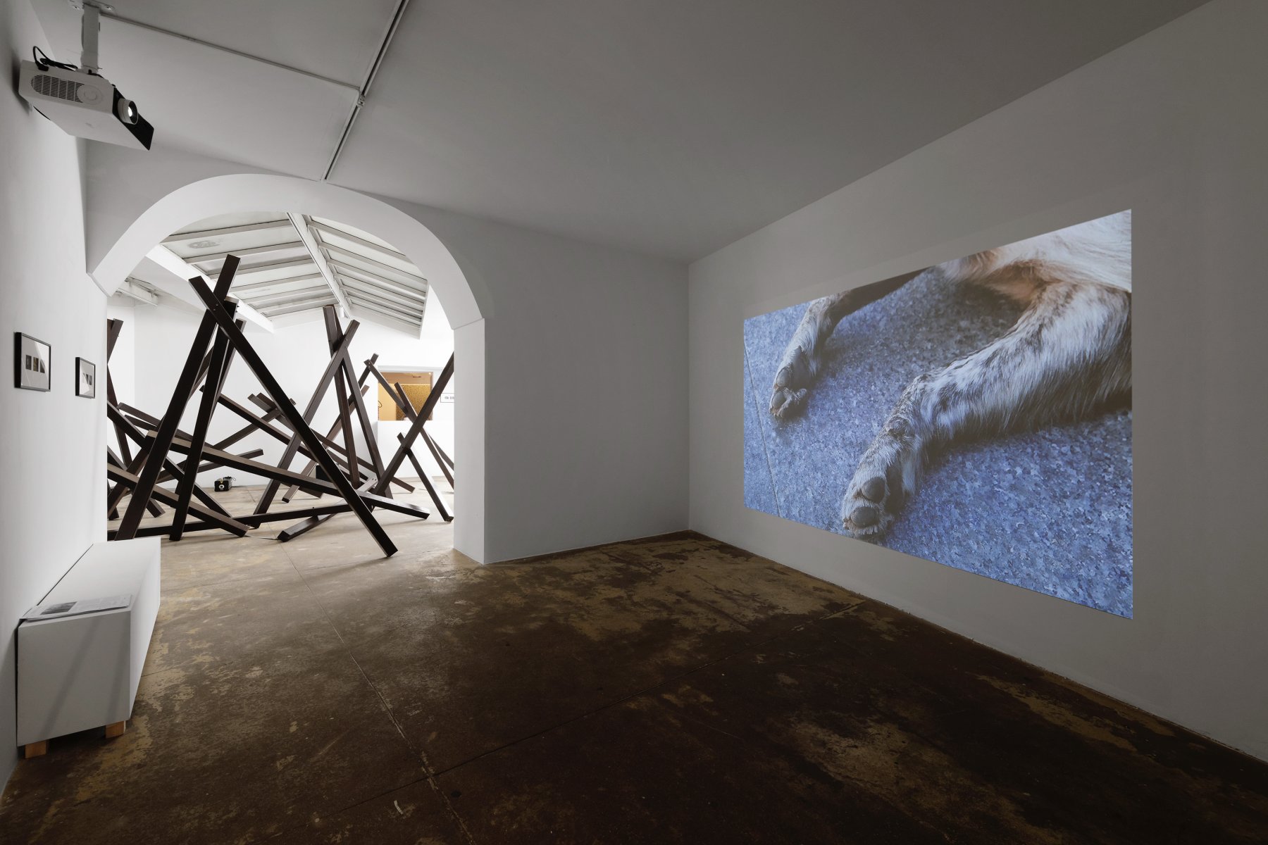 Installation image for Virginie Yassef: Dogs Dream, at Galerie Georges-Philippe & Nathalie Vallois