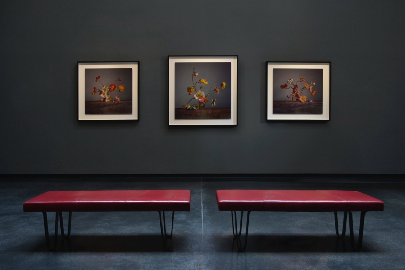 Image for Richard Learoyd & Irving Penn: Flowers, at Hamiltons