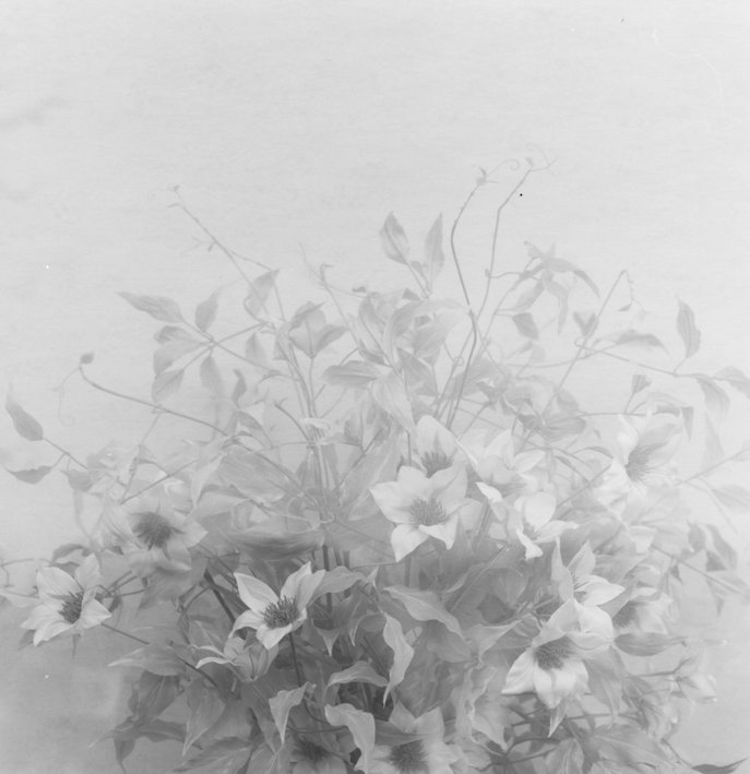 Frauke Eigen, Ikebana, Japan, 2008