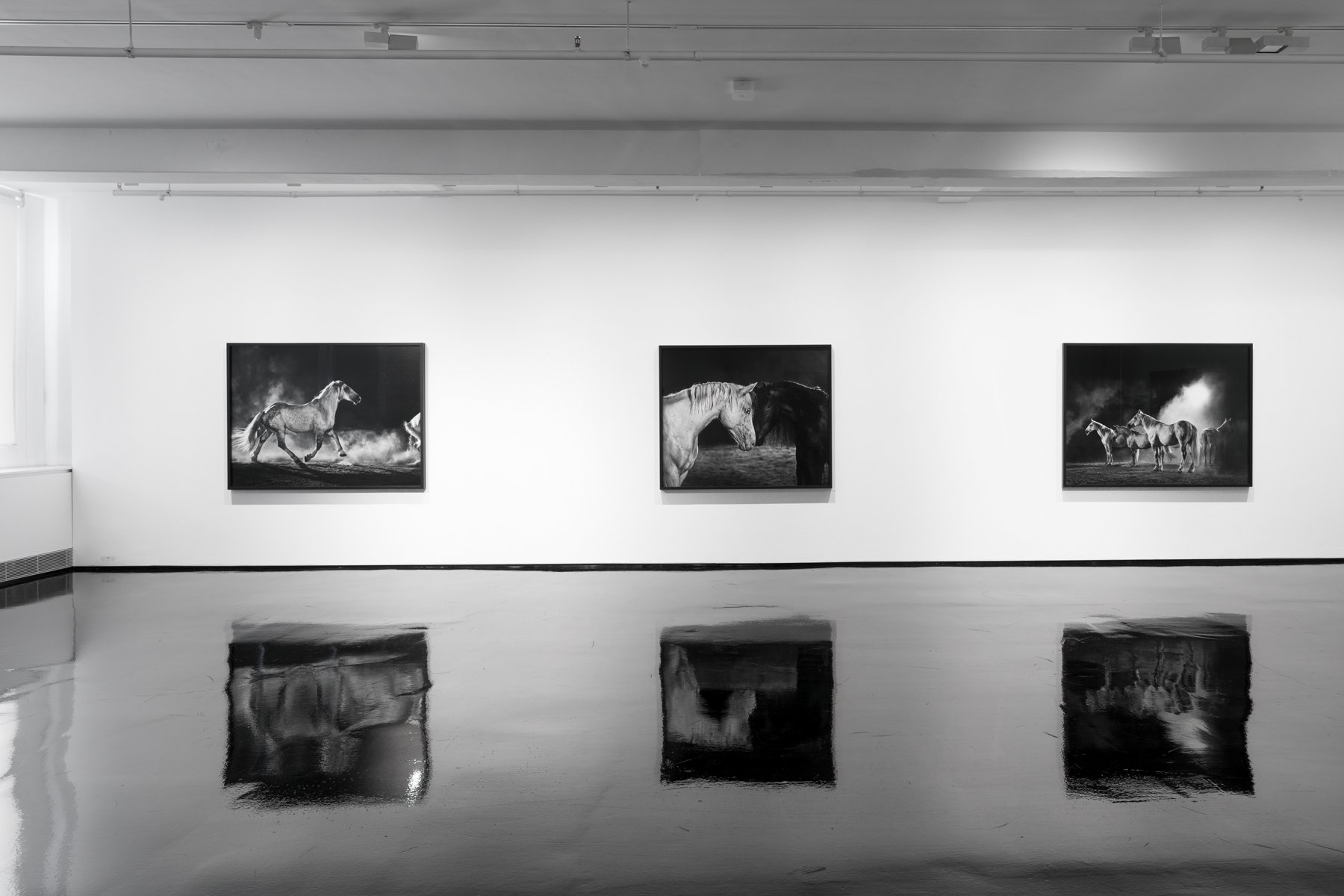 Image for Amos Gebhardt: Night Horse, at Tolarno Galleries