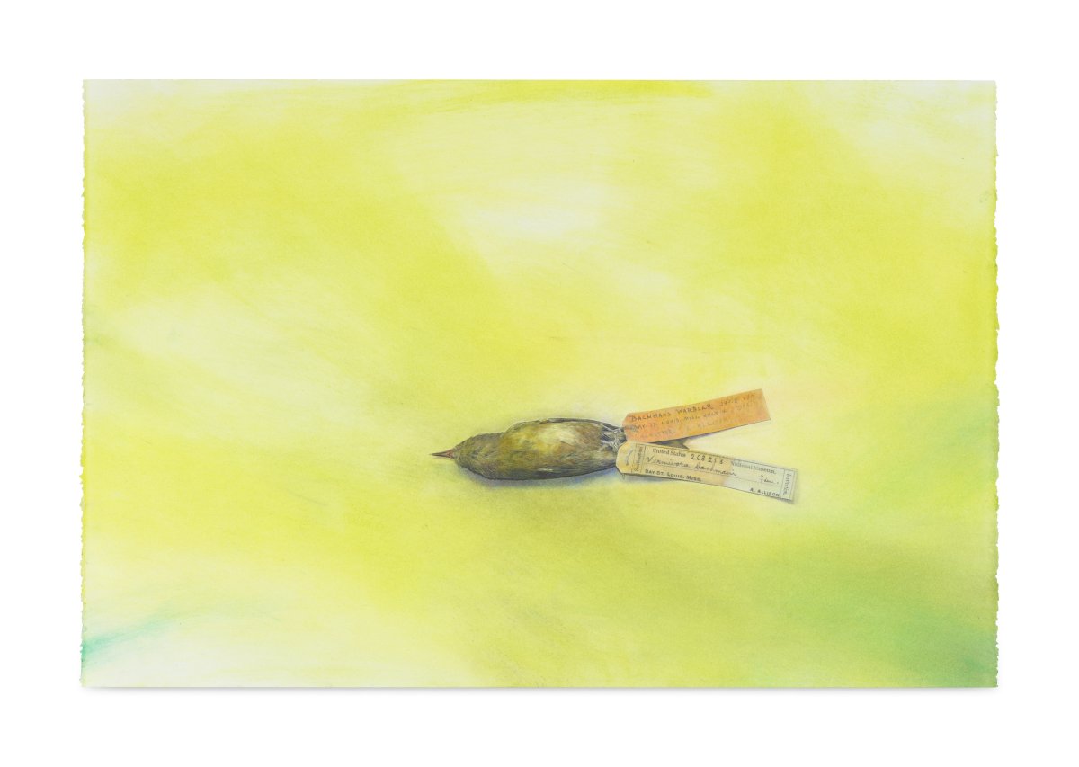 Andrea Bowers, The Dead Silence of Extinction (Bachman's Warbler, last confirmed sighting 1988, LA, scientific specimen preserved at Smithsonian National Museum of Natural History), 2023