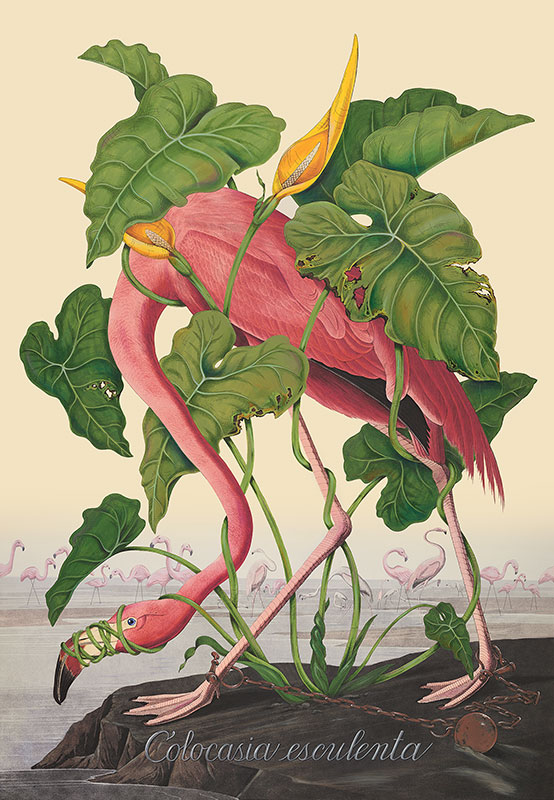 Penelope Gottlieb, Colocasia esculenta, 2023