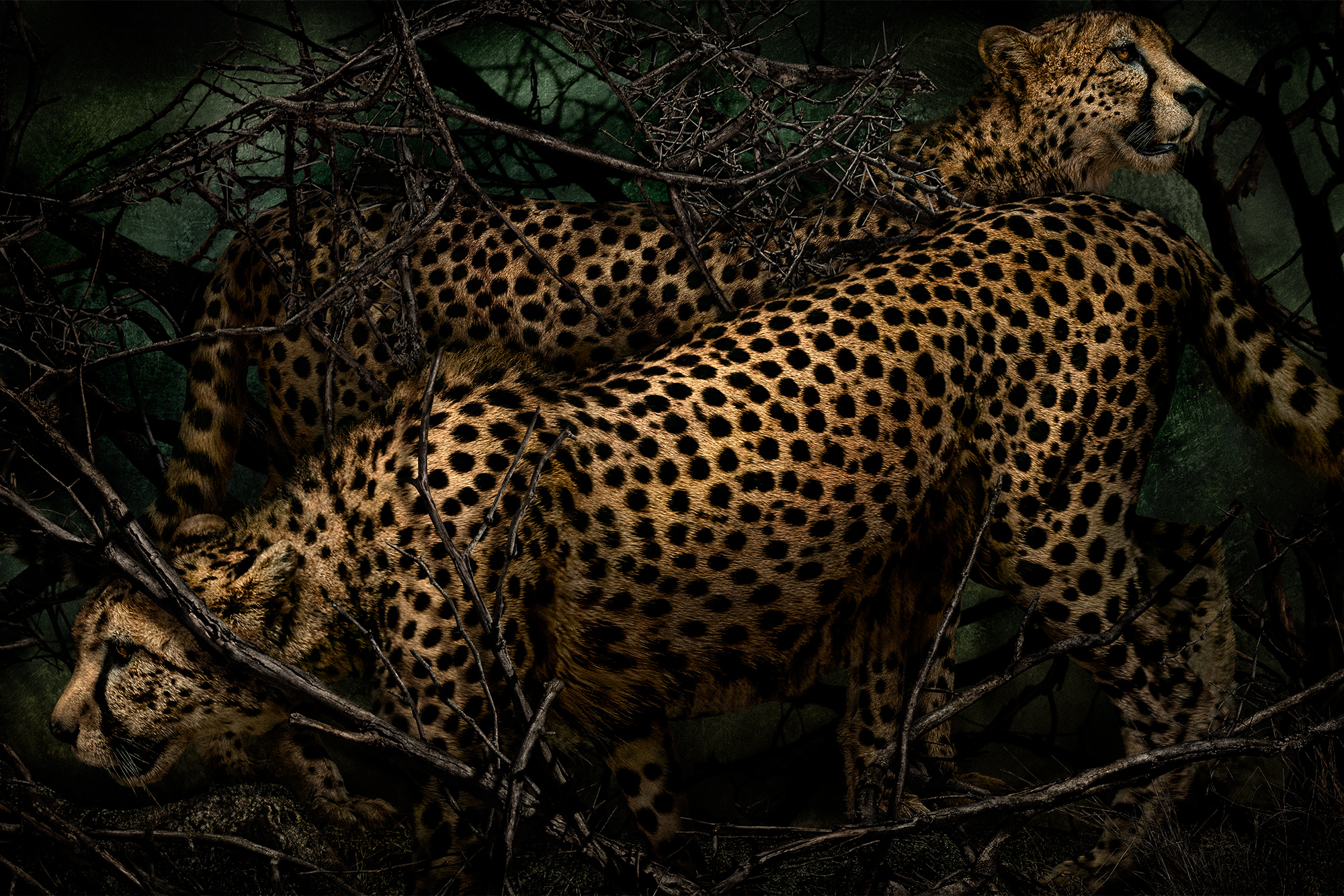 Image for Mario Testino: Gone Wild, at Hamiltons