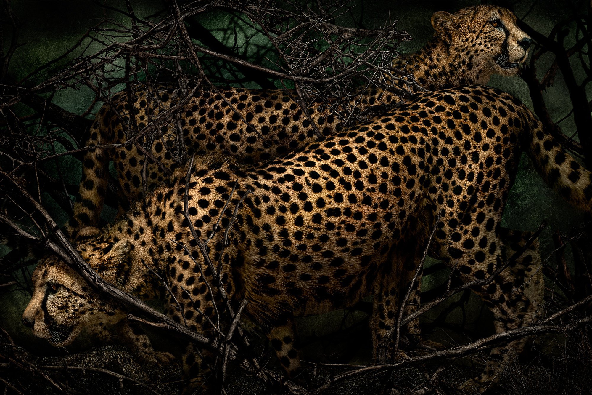 Mario Testino, Acinonyx jubatus, Kenya, 2023