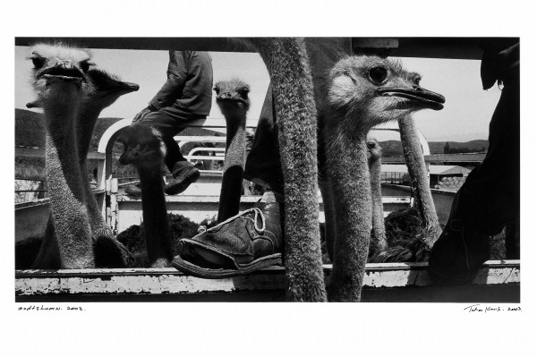 Juhan Kuus, Untitled