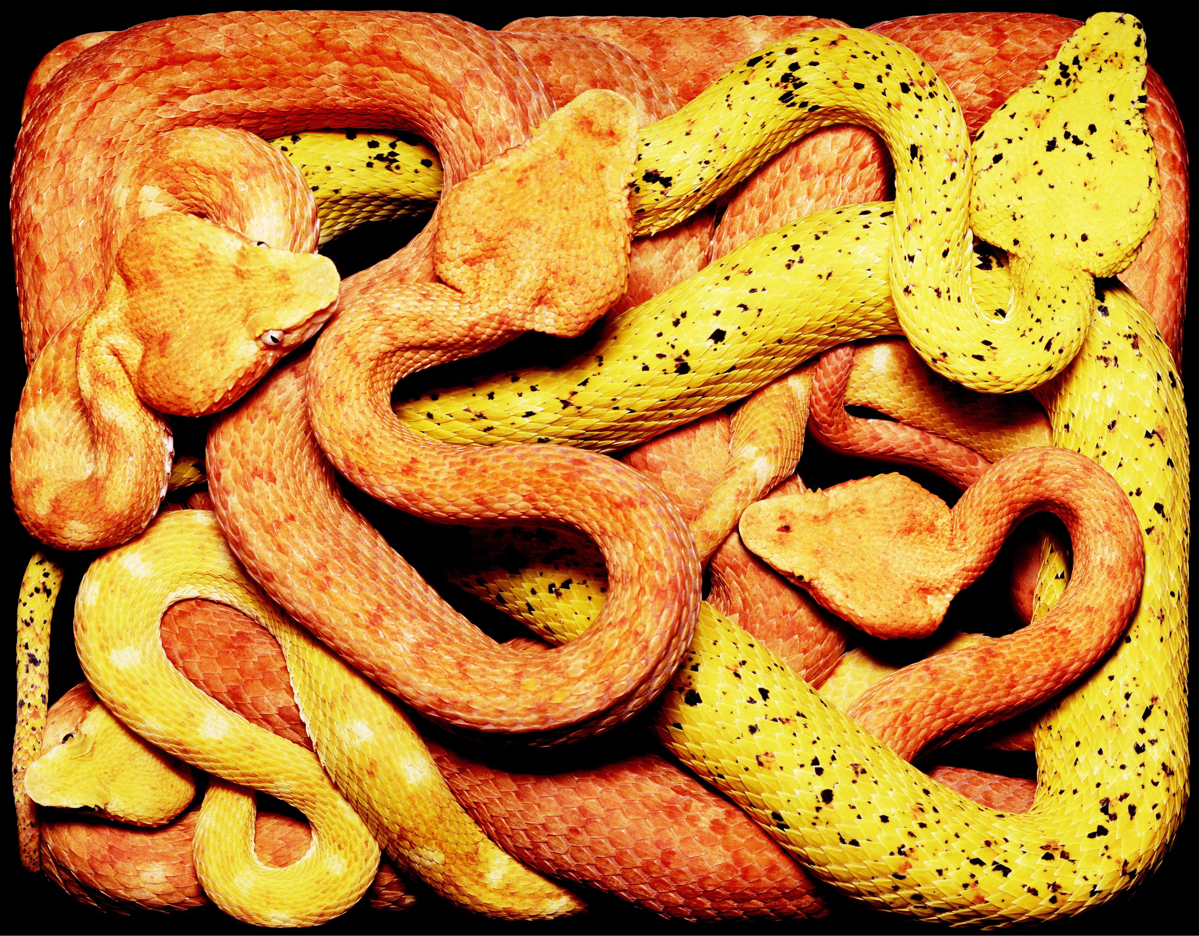 Guido Mocafico, Bothriechis Schlegeli