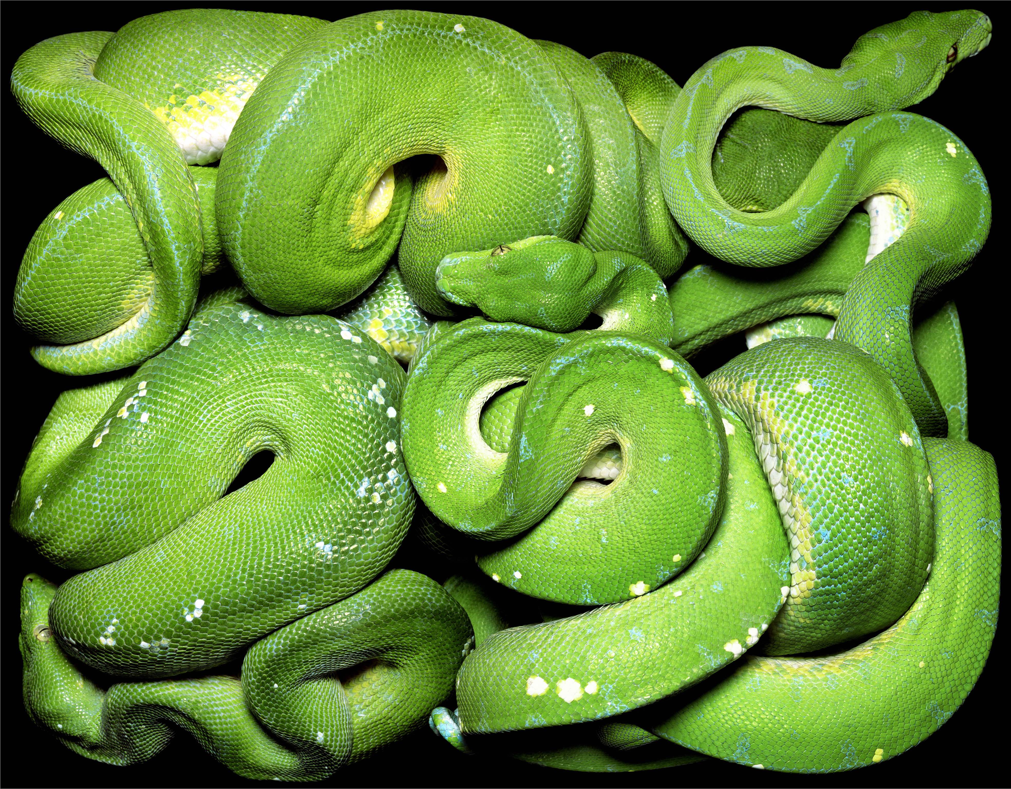 Guido Mocafico, Morelia Viridis, 2003