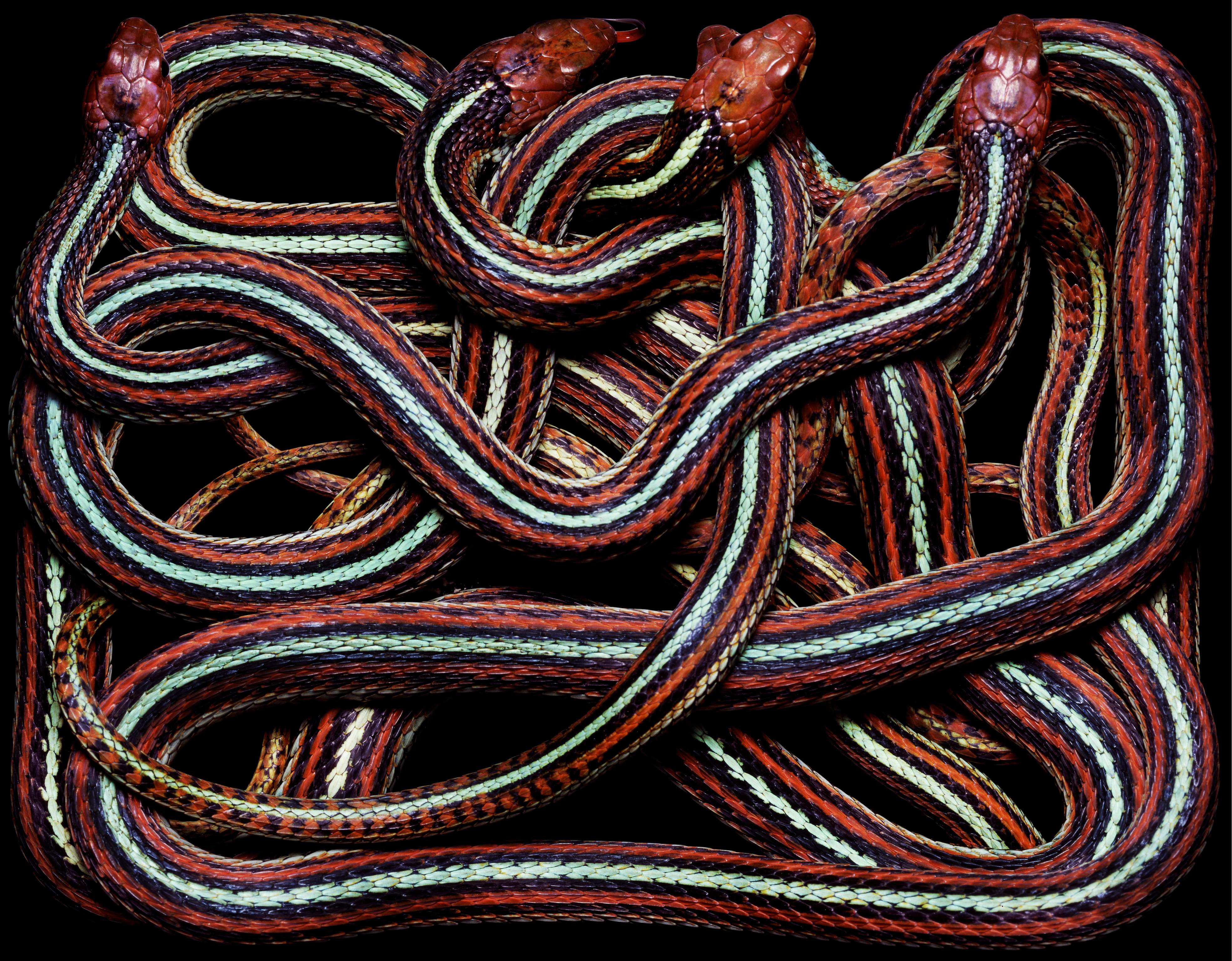 Thamnophis Sirtalis Tetrataenia, 2003