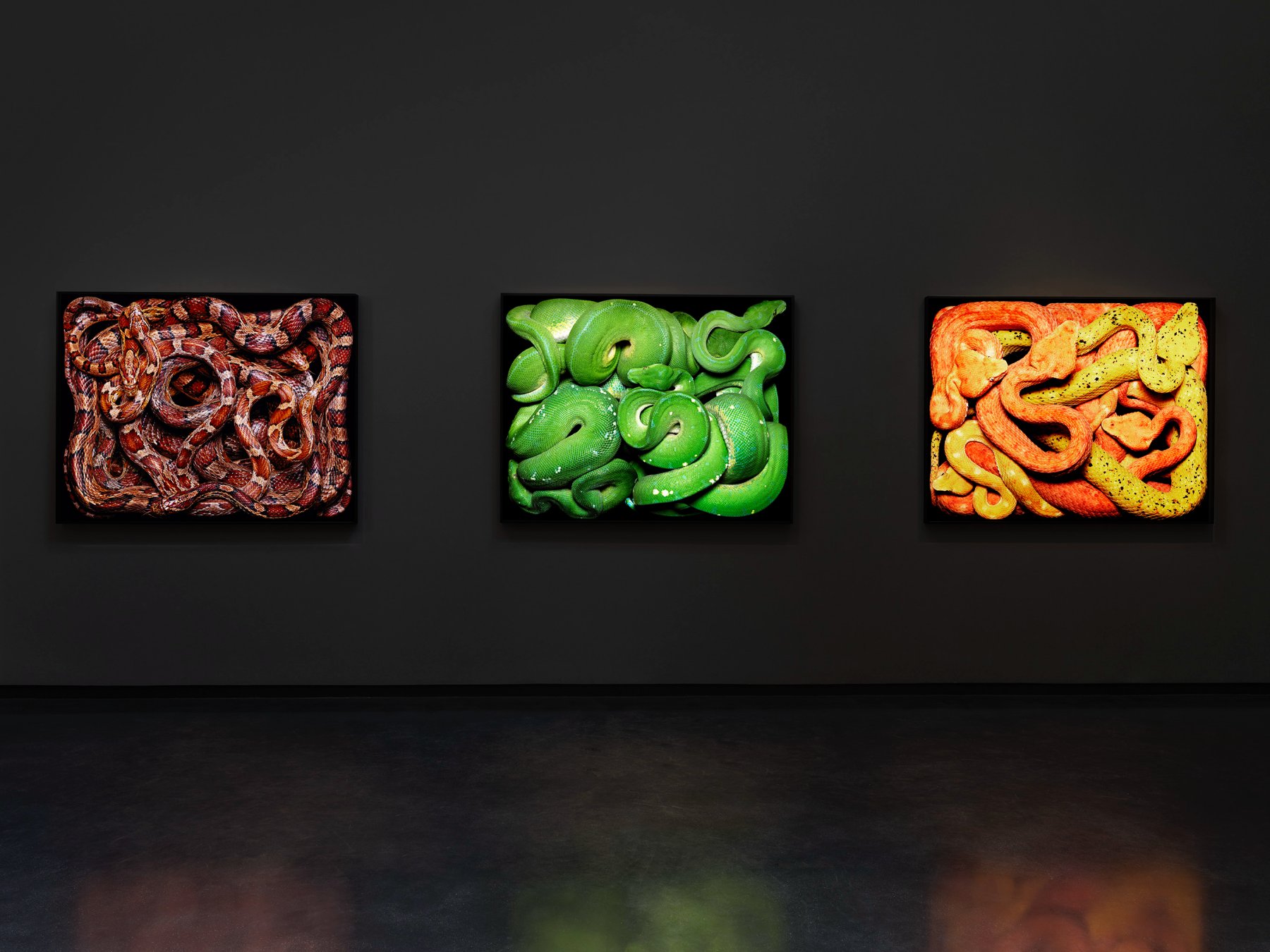 Image for Guido Mocafico: Serpens, at Hamiltons