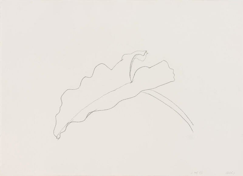 Image for Ellsworth Kelly: Plant Lithographs, at Susan Sheehan Gallery