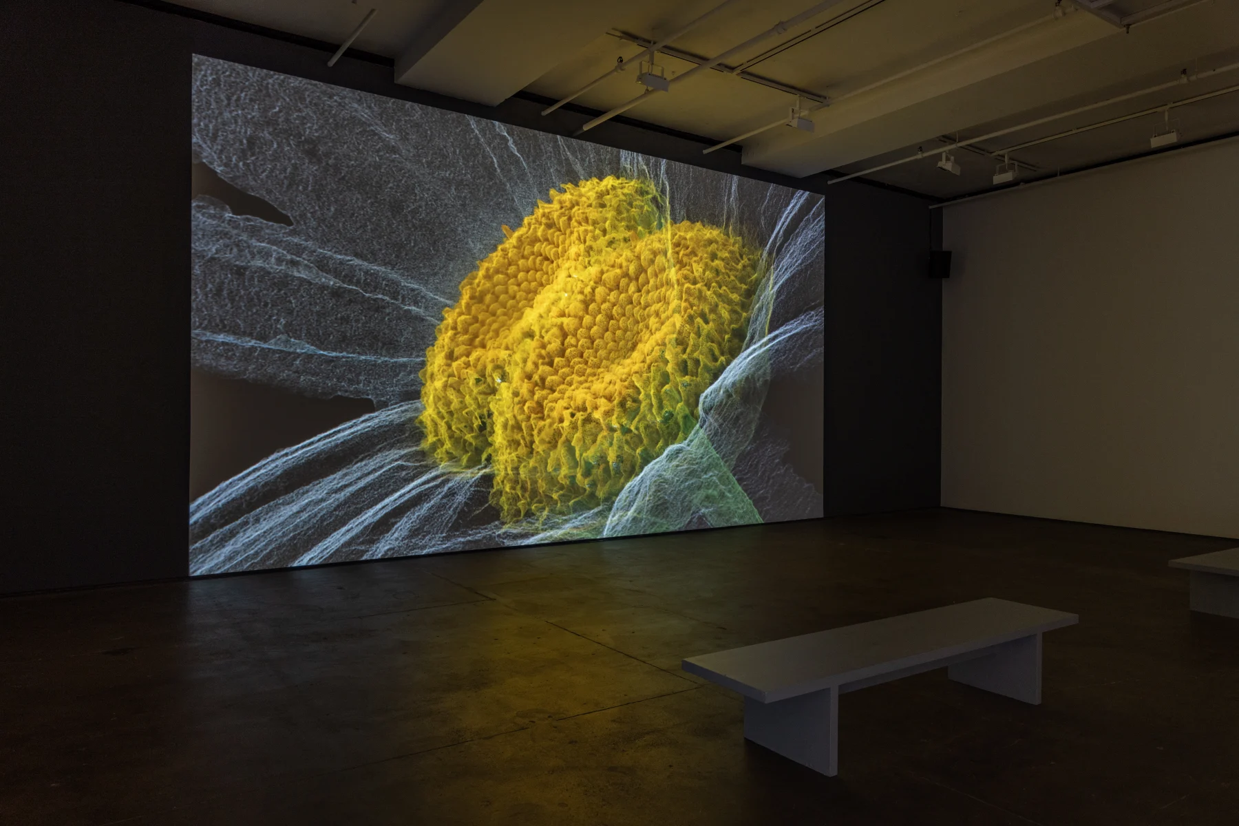 Image for Laurent Grasso: Artificialis, at Sean Kelly Gallery
