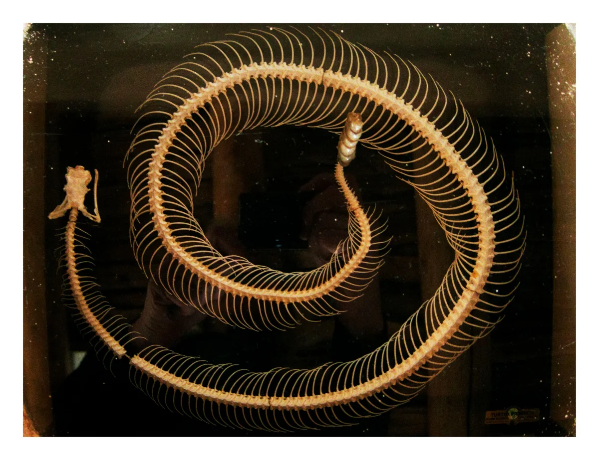 Annie Leibovitz, Georgia O’Keeffe’s rattlesnake, Abiquiu, New Mexico, 2024
