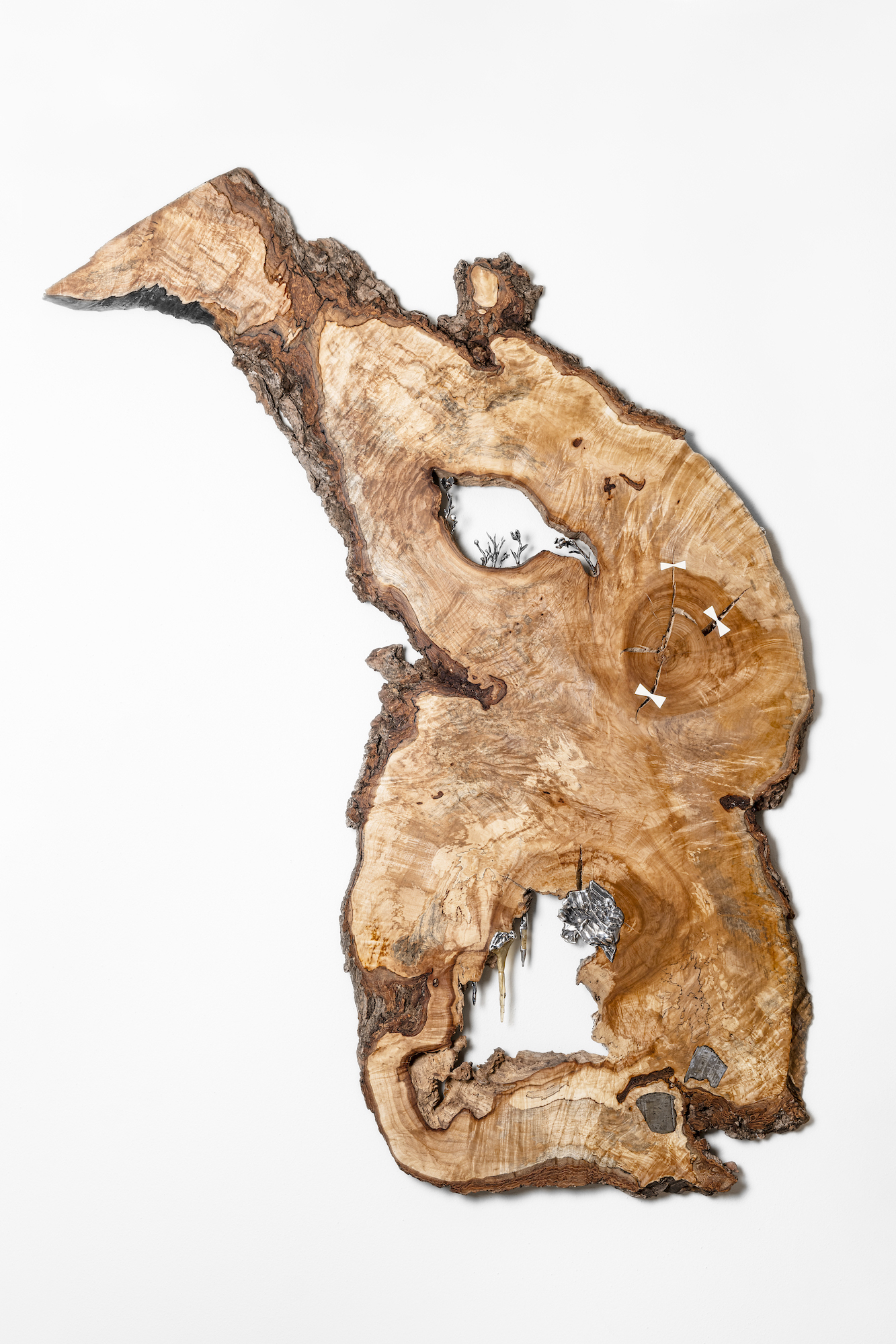 Laura Bergsøe, Wild Maple Silver Relief (America), 2024