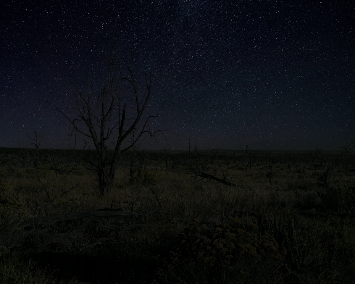 An-My Lê, Pinyon/Juniper Trees from 2002 Long Mesa Fire, Mesa Verde National Park, Colorado, 2024, from Dark Star, 2024