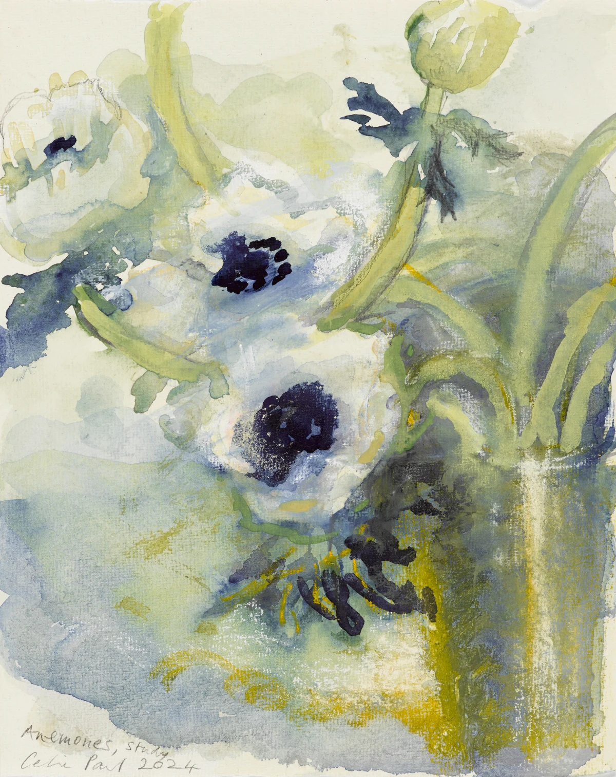Celia Paul, Anemones, Study, 2024