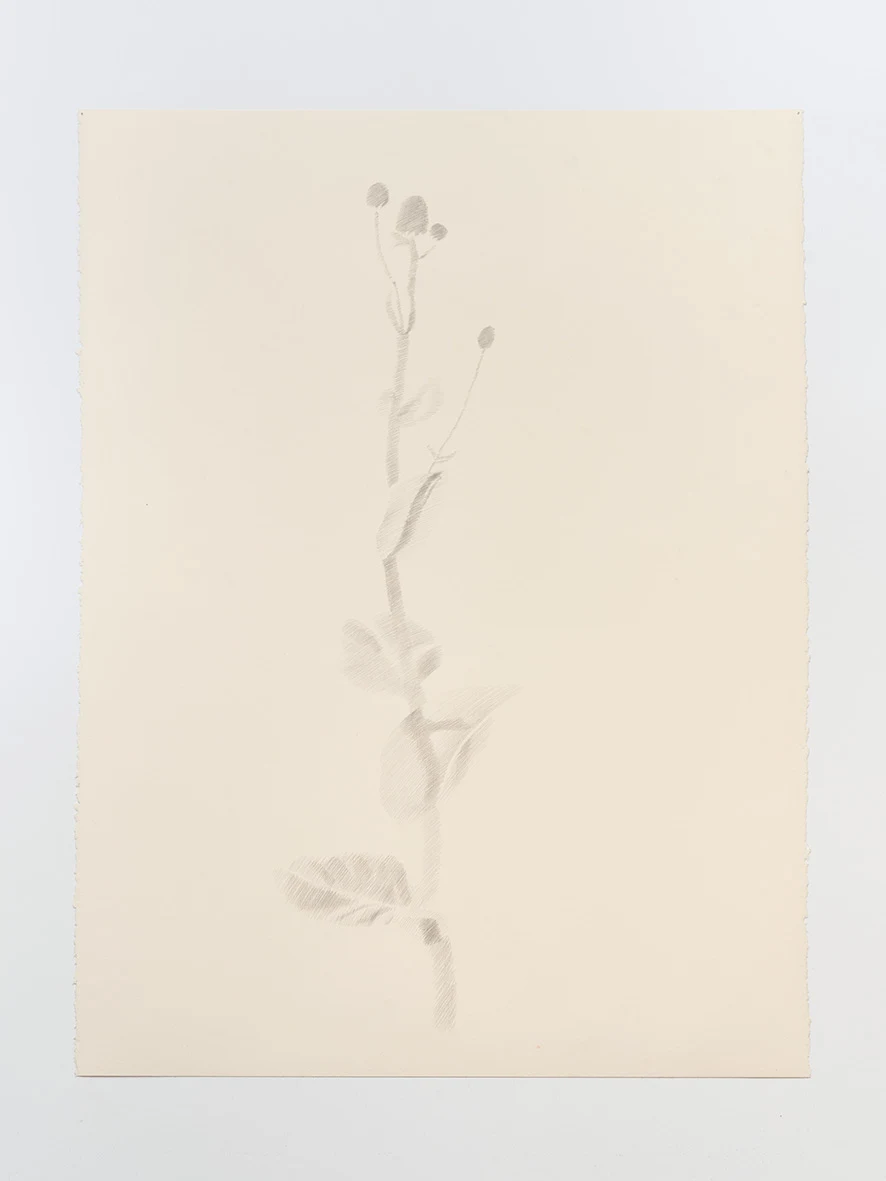 Paula Siebra, A flower from the garden, 2024