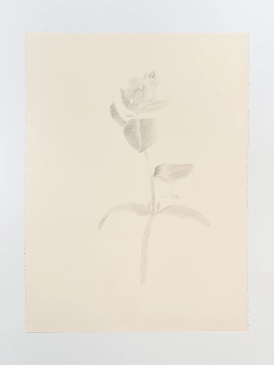 Paula Siebra, A flower from the garden, 2024