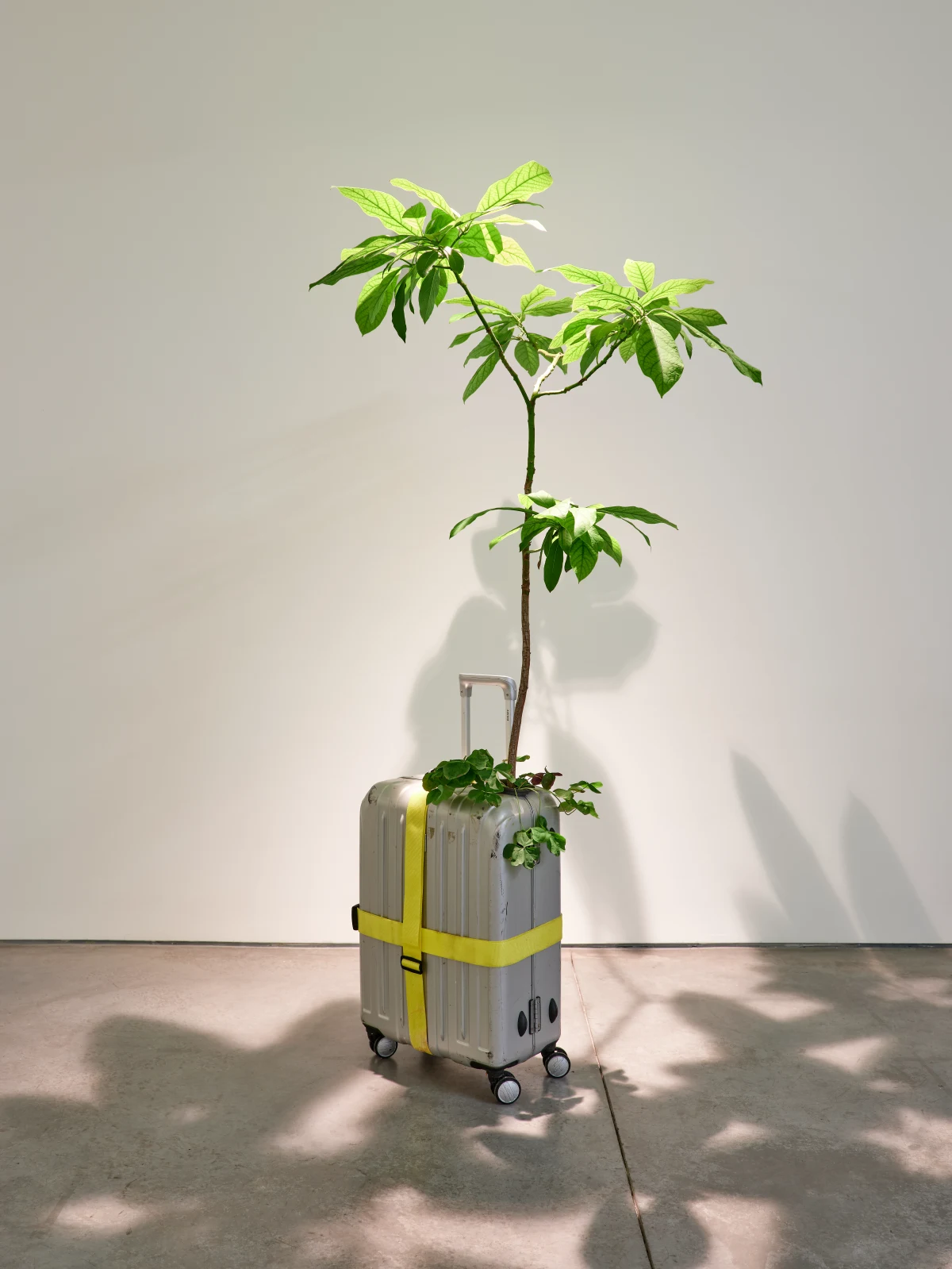 Michel Blazy, Mission 1, 2000-2025
