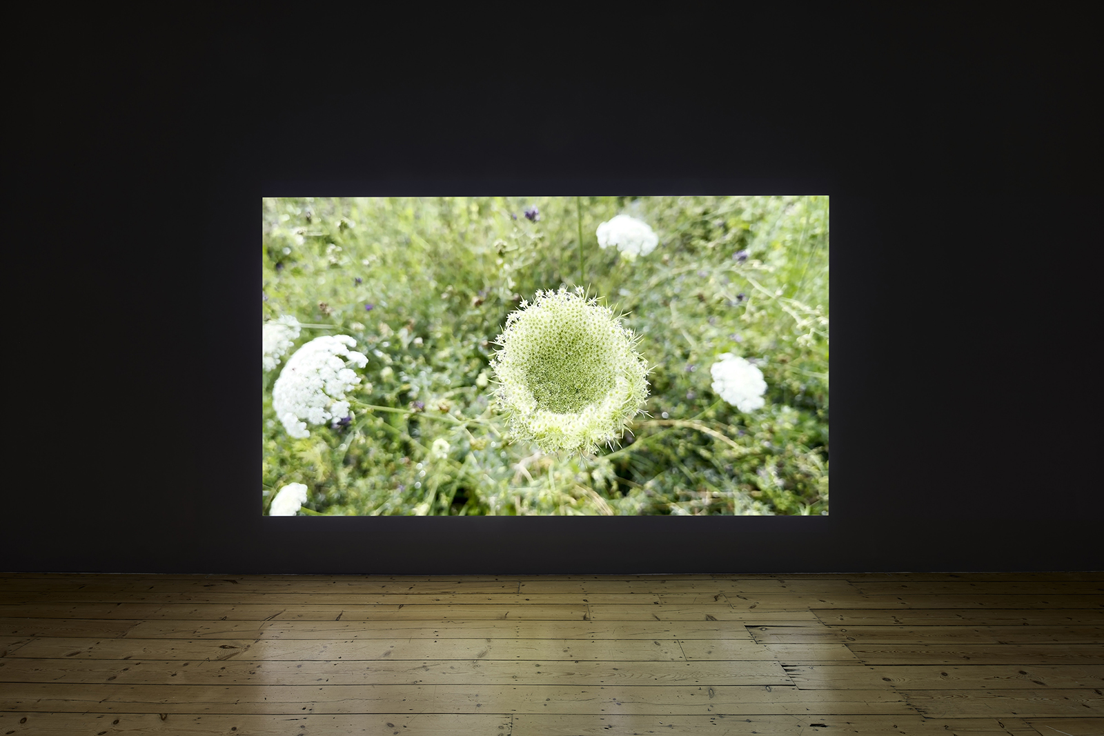 Image for Wolfgang Tillmans: Build From Here, at Maureen Paley Studio M